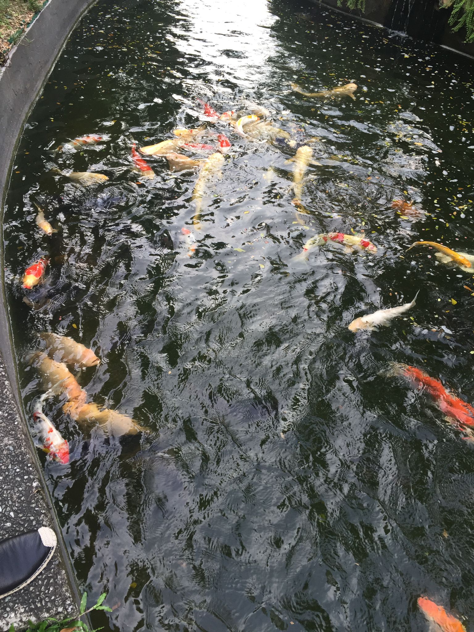 Pond 1